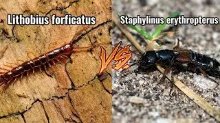 Lithobius forficatus VS Staphylinus erythropterus🔥 #EpicBattle