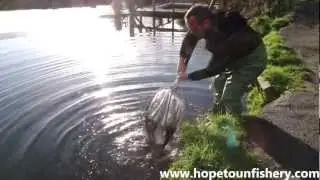 More double figure fish at Hopetoun Fishery
