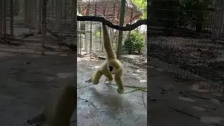 Monkey slaps camera #animal #zoo #zookeeper #gibbons #monkey #primates
