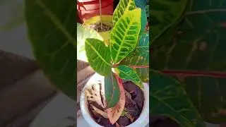 #croton plant care tips #gardenplants