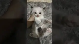 #shorts anak kucing ragdoll 1 bulan#short