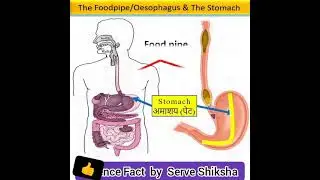 Function of Stomach अमाशय की कार्य प्रणाली #Shorts #Small_Information by #ServeShiksha