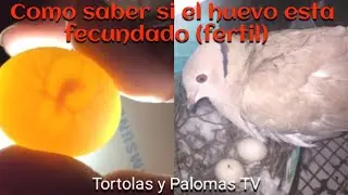 Como saber si el huevo esta fértil de manera super fácil