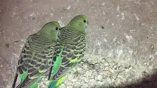 BREEDING PROGRESS OF PARROTS | HOW TO GET FAST PARROT BIRDS BREEDING