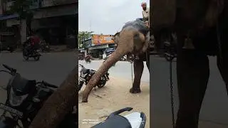 #shorts video #elephant 💕 bas ye karna hai ab#help