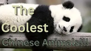 The COOLEST Chinese Animals!!!
