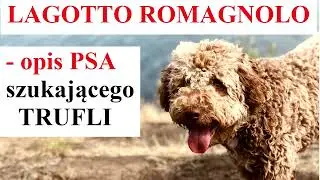LAGOTTO ROMAGNOLLO - OPIS - Psa szukającego trufli