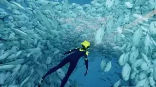 ABZ&Ucirc; [PS4] Lots of Fishes!