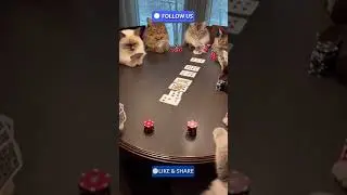 Cats Take Poker Seriously 😼🃏#CatShorts #FunnyAnimals #PokerCats #PetShorts #ViralShorts #Cats