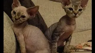 Playtime Devon Rex Style