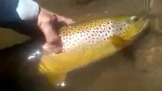 Fly Fishing Battenkill Brown Trout Joshua Brophy tearing it up