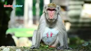 Oh, Best mom monkey Jane feeling so sad & missing her baby Janna & Janet are not being with her.