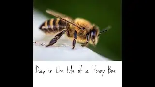 Day In The Life of a Honey Bee: Hive Entrance Observation