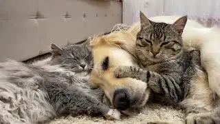 Amazing Love Between a Golden Retriever and Adorable Cats [Cuteness Overload]