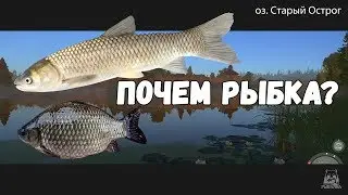 Сколько опыта и монет дают за рыбу? • Русская Рыбалка 4 • РР4