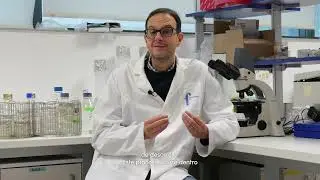 Un endometrio desarrollado en el laboratorio para estudiar la implantaci&oacute;n | Dr. Francisco Dom&iacute;nguez
