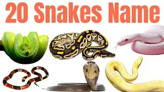 Learn Snake Names |  Learning Video for Kids, Preschoolers & Kindergarten | Snake Learning Video