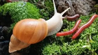 The Odd Couple : Millipedes and Snails Unite in a Forest Feast #Millipedes  #EducationalMillipede