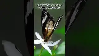 Quick Facts About the Exquisite Malay Lacewing Butterfly. #shortsvideo #shorts #short #butterfly