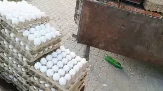 Egg Business in Pakistan | انڈے کا کاروبار اور فارم | Daily Egg Rate & Poultry Farming