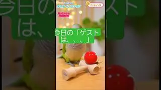 インコYouTuberオキナインコアクアです。今日のゲストは、「俺、アクアくん」です。#youtuber #オキナインコ #けんだま #ゲストは俺