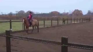 British Dressage Prelim 14 Sam Chiappinni 61.66% Well Done! :)