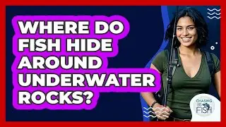 Where Do Fish Hide Around Underwater Rocks?