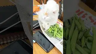 Mylo ko nind aa rahi hai #cuteanimal #cat #shorts #bhopal