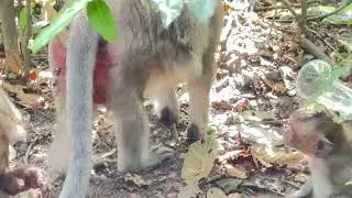 Monkey#primate #animals #primatelove #cute #babymonkey #funny #nature #baby #comedy #