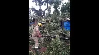MOLLEM: Cyclonic Winds Cause Collapse Trees To Collaspe On Houses, Shatter Lives!