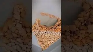 This is how swallow builds its nest #shorts #shortsfeed #facts #viral #birds #swallow #swallowbird