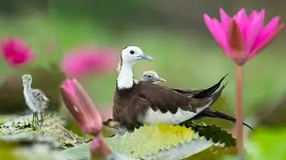 জলময়ূর সন্তানদের বুকে আগলে রাখে | Pheasant Tailed Jacana chicks | Jacana chicks hide under wings |