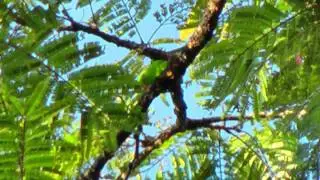 Hanging-Parrot, Vernal - Loriculus vernalis