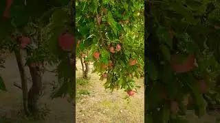 Apple Farm - England                  #apple #applefarming #applefarm#farming#farm #farmlife#england