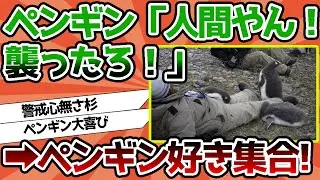 【2ch動物スレ】ペンギン「お、人間やんけ！襲ったろ！」 …ペンギン好きな奴あつまれ～