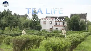 China TASTE: Obsession with TEA in Shanghai suburbs #中国茶
