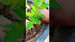 tomato🍅 plant propagation from cutting #vegetables #kitchengardening #terracegarden #foryou