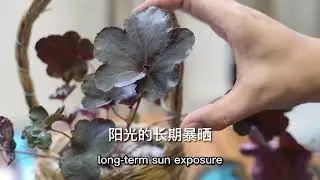 園藝師教你，礬根怎麽養（上篇）