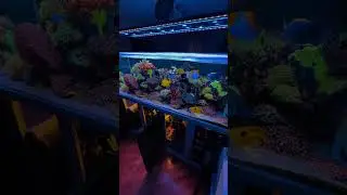 #reeftanksofinstagram #eyecandy#reefaholiks #eatsleepreef #reefscape #marinefish #reeftank #reeffish