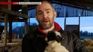Spring Lambing 2014