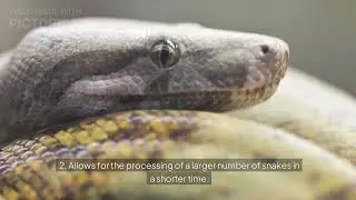 Automated venom extraction technology