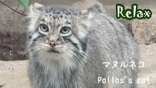 子供も大人も可愛い　マヌルネコ　cute　Pallas's cat babies