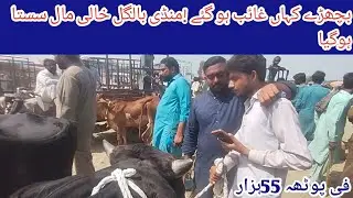 Ahmedabad Cattle Mandi | Fresh Update Ahmadabad Mandi | Cow Mandi Ahmadabad...