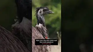 Are Emus Good Dads?