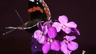 Erysimum Bowles' Mauve with butterflies