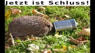 Ada-Programmierstream (4X-Strategiespiel programmieren)
