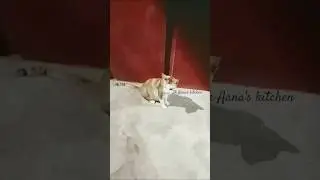 எடுத்தேன் பாரு ஓடாதே #kaynacat #kareesh #hoomans  #lunacat #dubbingdappa #dogfunny #petteezer #cute