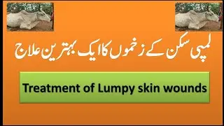 Treatment of Wounds of Lumpy skin Diseases Cow ||Homemade treatment of Animal effected with LSD.