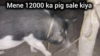 Aaj 12000 💸💸 ka pig sale kia