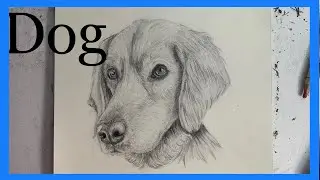 [Realistic Dog] time lapse dog drawing